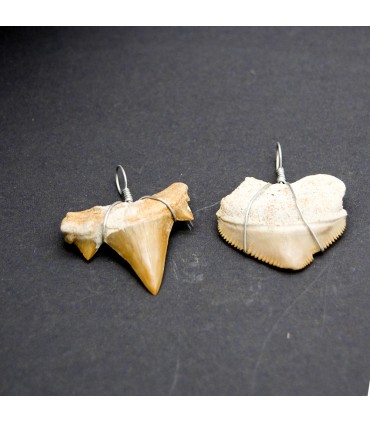 Dente di squalo fossilizzato - staffa sospesa - Deserto del Sahara - 450 milioni di anni