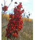 Sumac Zumaque Especia oriental de Turquía - En granos Rotos - 1000gr - Gran Calidad