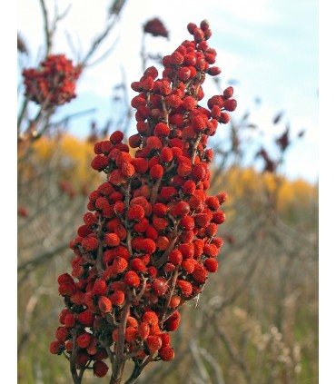Sumac Especiaria Oriental - Grãos - 1000gr - Ótima qualidade