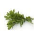Bunch Fresh Peppermint - 1 Bunch