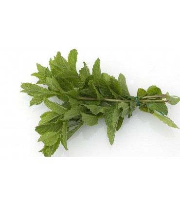 Mazzo di menta piperita fresca - 1 mazzo